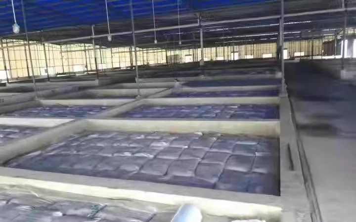 ▲华容县一家芥菜加工场近期建好的尺度化腌制池。受访者供图