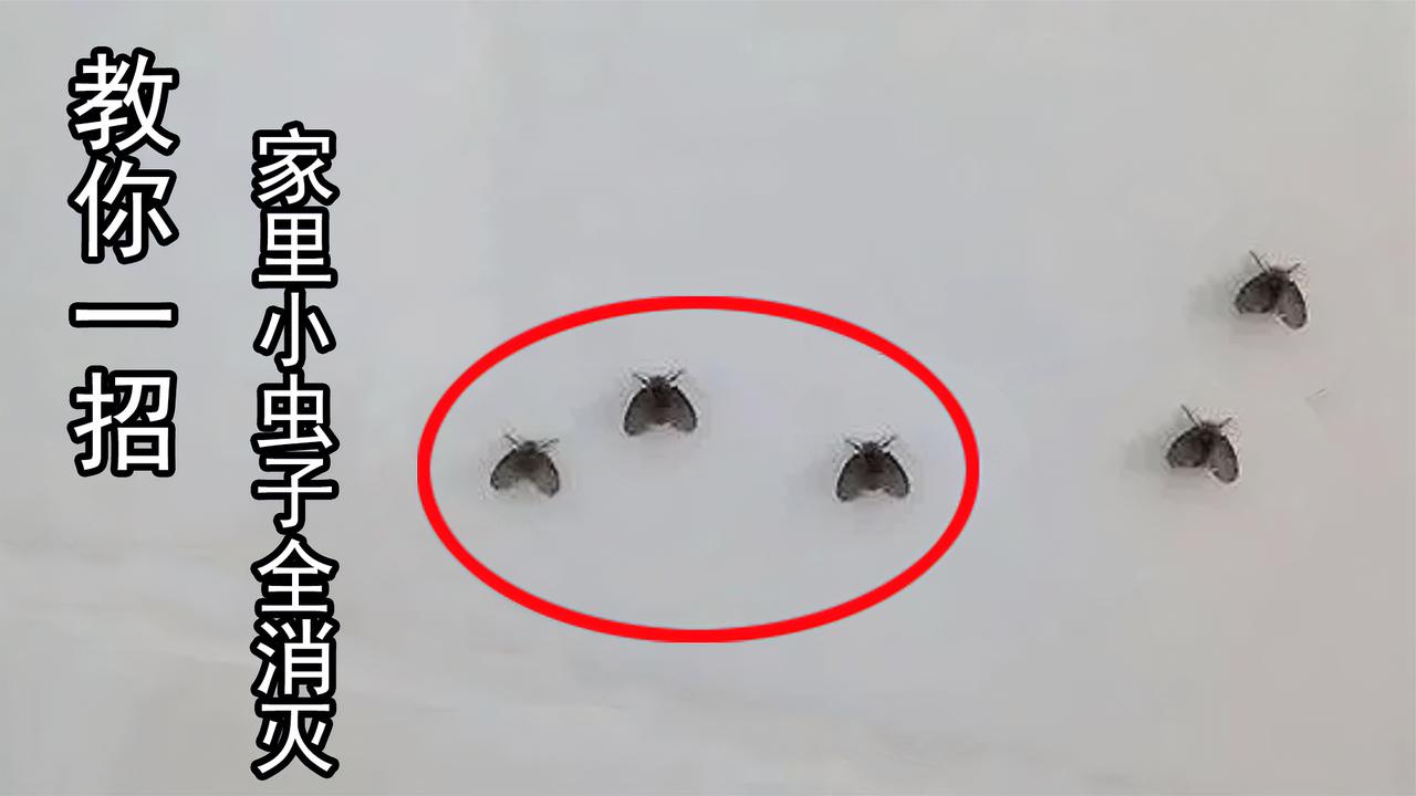 卫生间里到处都是小虫子,教你简单一招,蚊虫虫卵全消灭,学起来