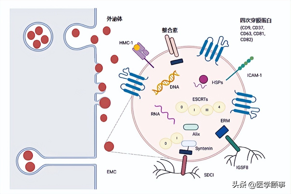 纯化后的外泌体如何保存以维持其活性？