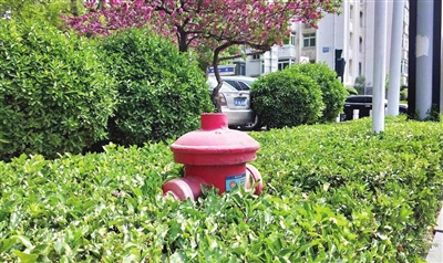 绿化带太茂盛消防栓遭围困(图)