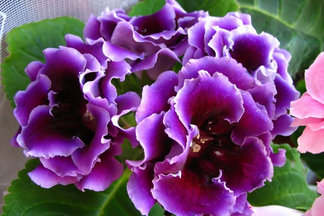 每天两三小时的阳光就能开花的大岩桐,养窗台上就能开艳丽的花朵