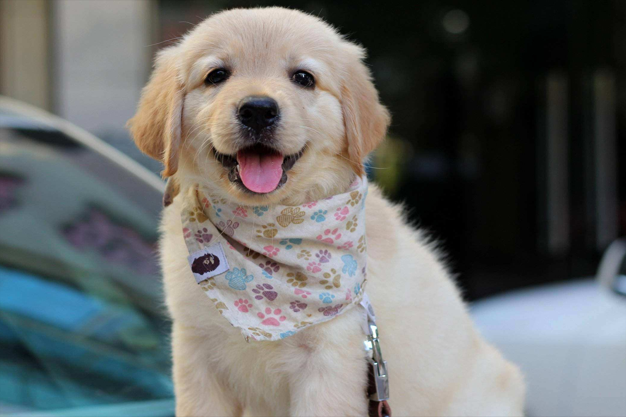 第一次养狗,不要养金毛,你未必养得好|金毛犬|金毛|养狗_新浪新闻