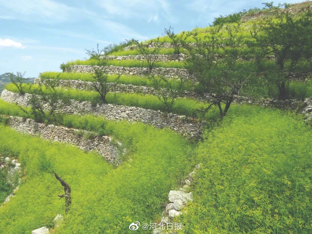河北涉县旱作石堰梯田系统成为全球重要农业文化遗产|石堰|旱作|涉县_新浪新闻