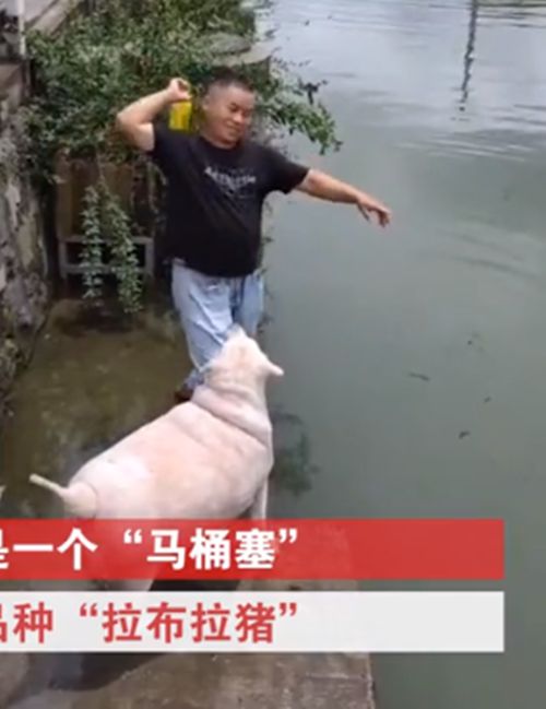 主人带狗在河边洗澡，凑近看后忍不住乐了：喂猪饲料养大的吧？休闲区蓝鸢梦想 - Www.slyday.coM