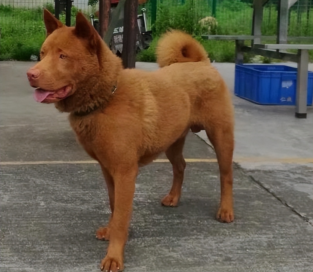 为什么养五红犬的人越来越多网友养了就不想换狗了