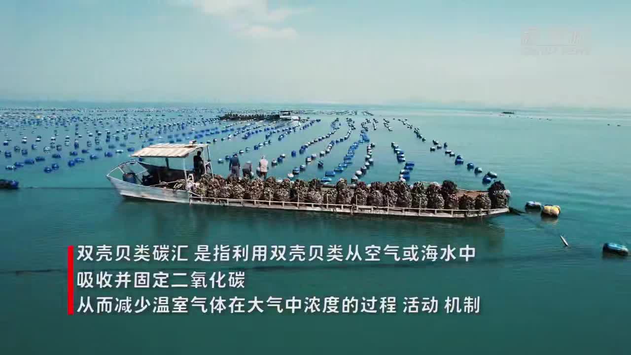 福建首例双壳贝类海洋渔业碳汇交易项目完成__财经头条