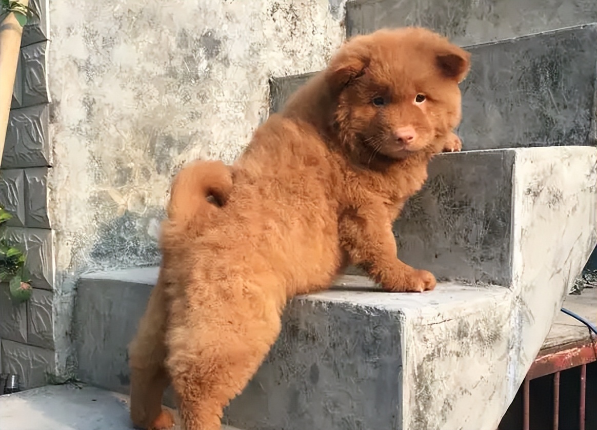 为什么养五红犬的人越来越多网友养了就不想换狗了