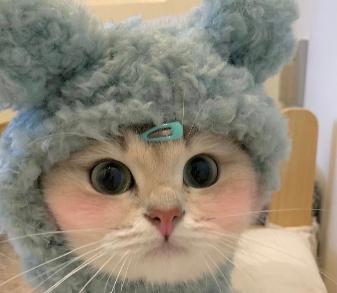 小猫咪头像好可爱啊