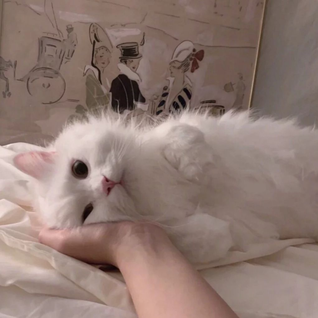 小猫咪头像好可爱啊