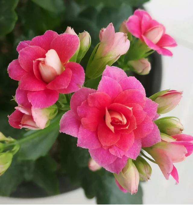 立秋后养长寿花做好一动作加快分化次月枝头缀满小花苞