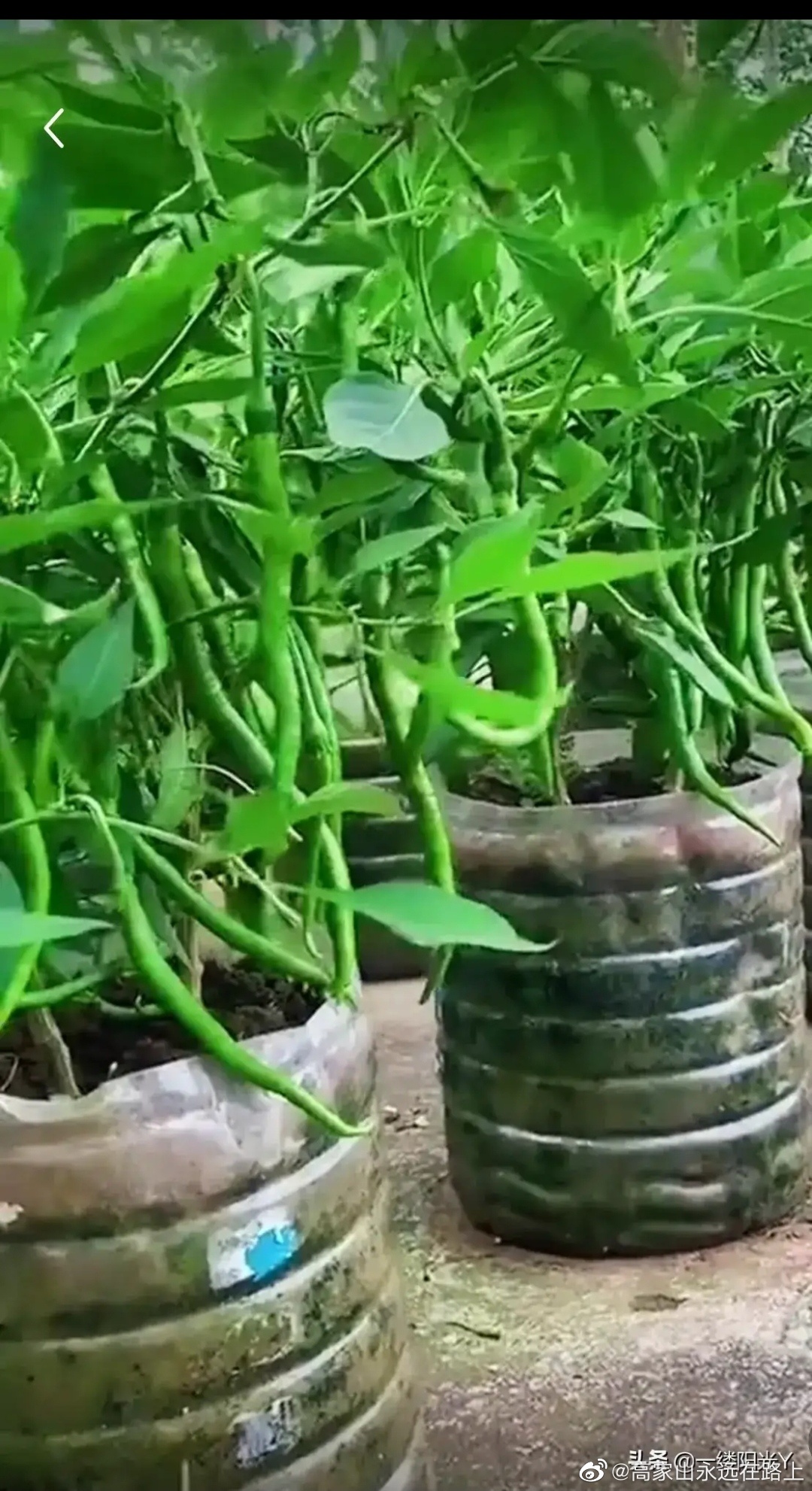 这么小的油桶竟然能结出这么多辣椒真是大开眼界了