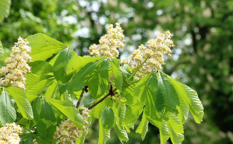 每日一花5.21:七叶树:七叶树荫黄金田