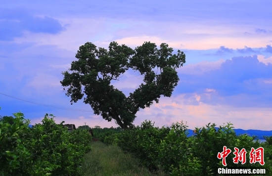 【图刊】大自然的"爱心暴击"|大自然|图片来源|心形_新浪新闻