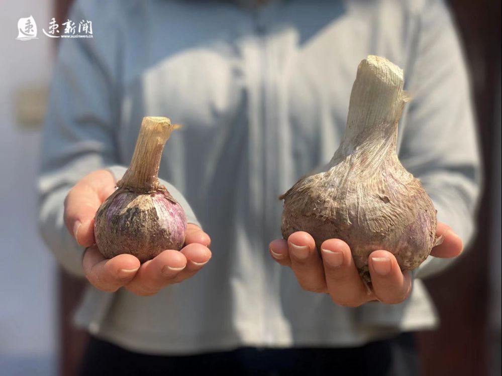 市湖滨新区柳湖村蒜农喜迎丰收最大蒜头直径约8厘米