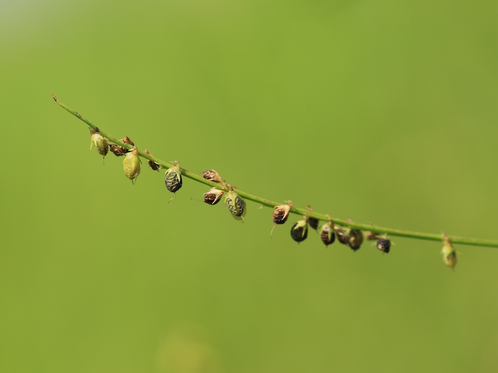 自然散步| 草木樨,古代人的"去头油味神器"