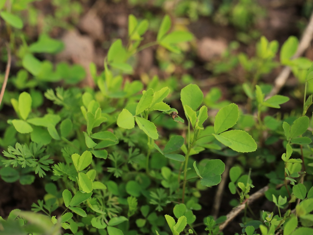 草木樨幼苗的叶倒卵形或卵形,跟苜蓿特别相似.&nbsp
