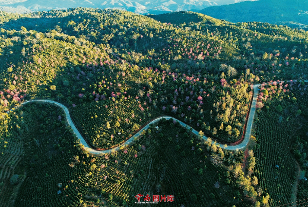 在云南省普洱市澜沧拉祜族自治县景迈山古茶园,据考证,这片古茶山早在