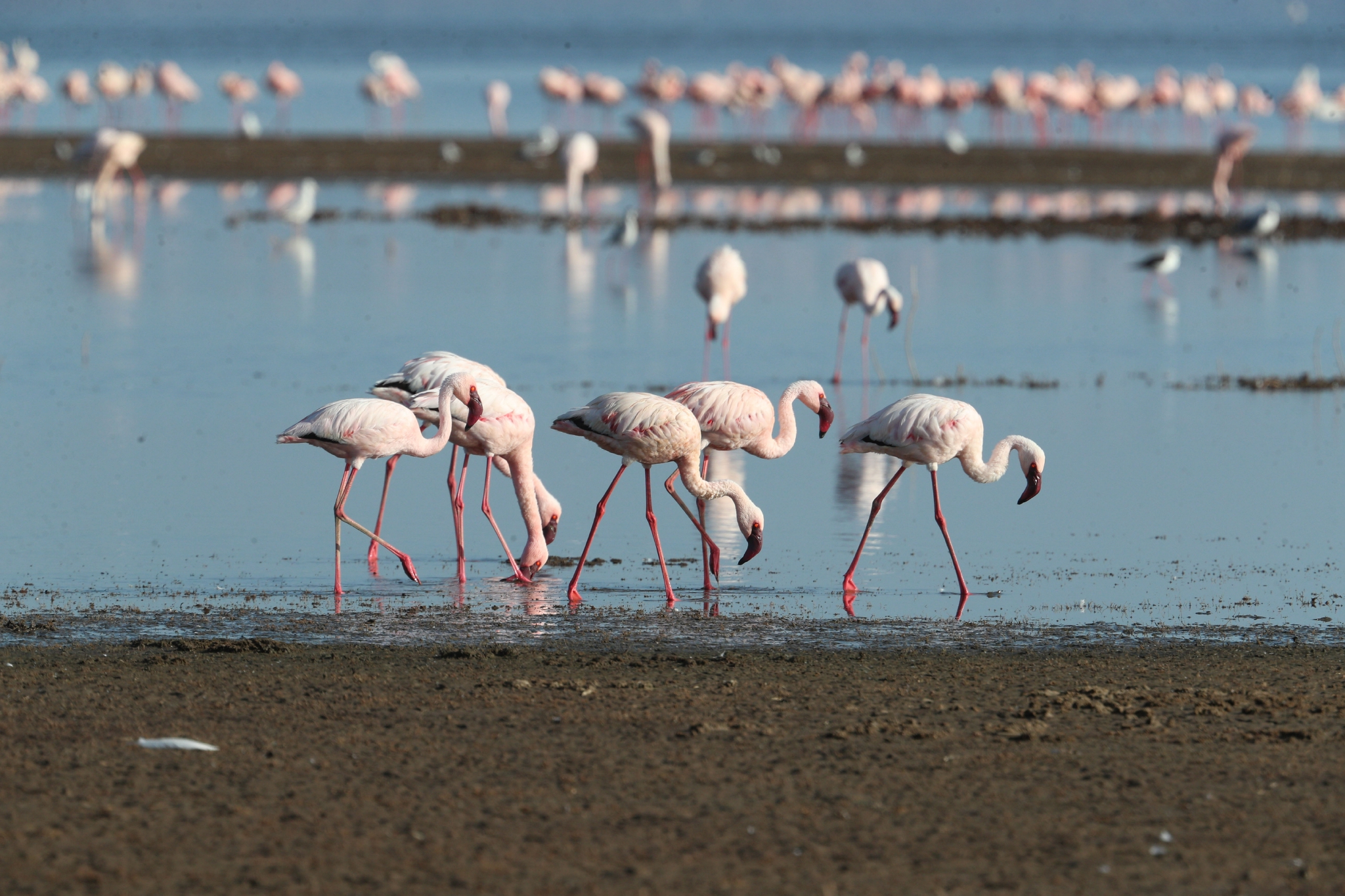 肯尼亚纳库鲁湖国家公园的火烈鸟