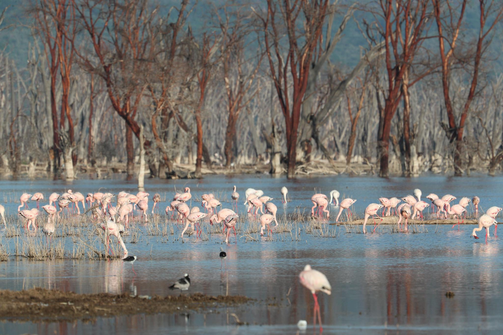 肯尼亚纳库鲁湖国家公园的火烈鸟