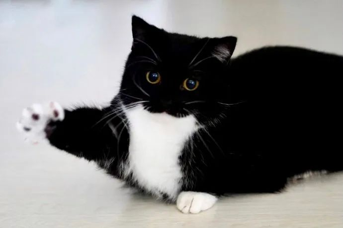 自带白手套猫猫黑黑猫警长