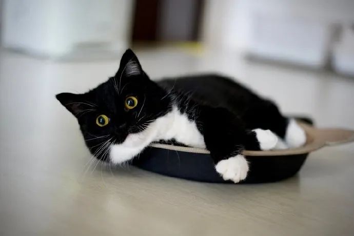 自带白手套猫猫黑黑猫警长