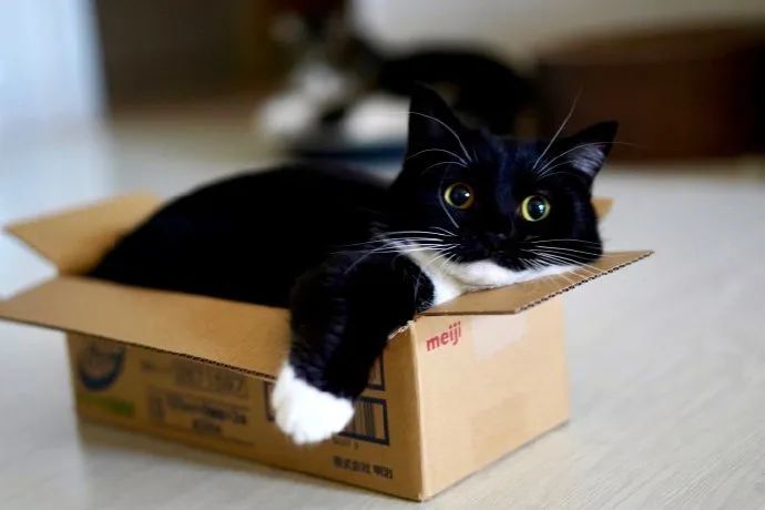 自带白手套猫猫黑黑猫警长