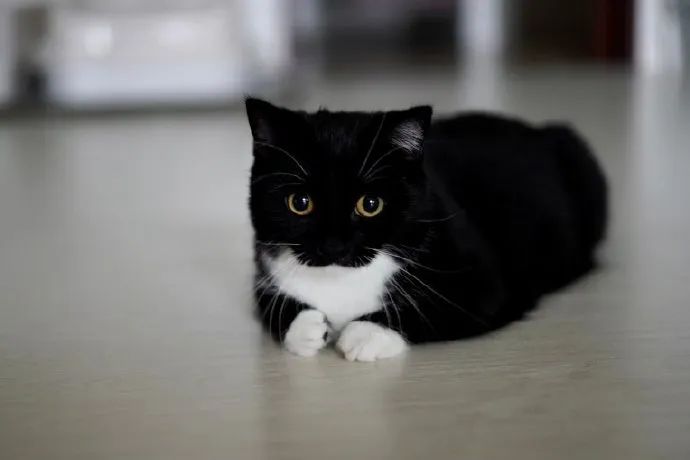 自带白手套猫猫黑黑猫警长