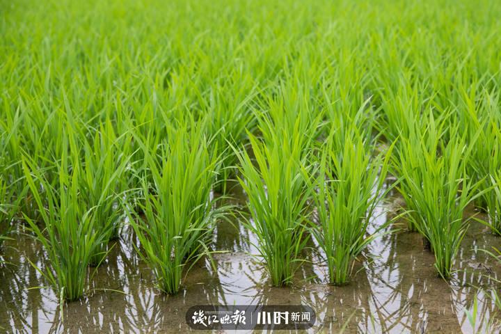 袁隆平院士逝世一周年之际，两岸学子宣誓共护“爷爷的水稻田”休闲区蓝鸢梦想 - Www.slyday.coM