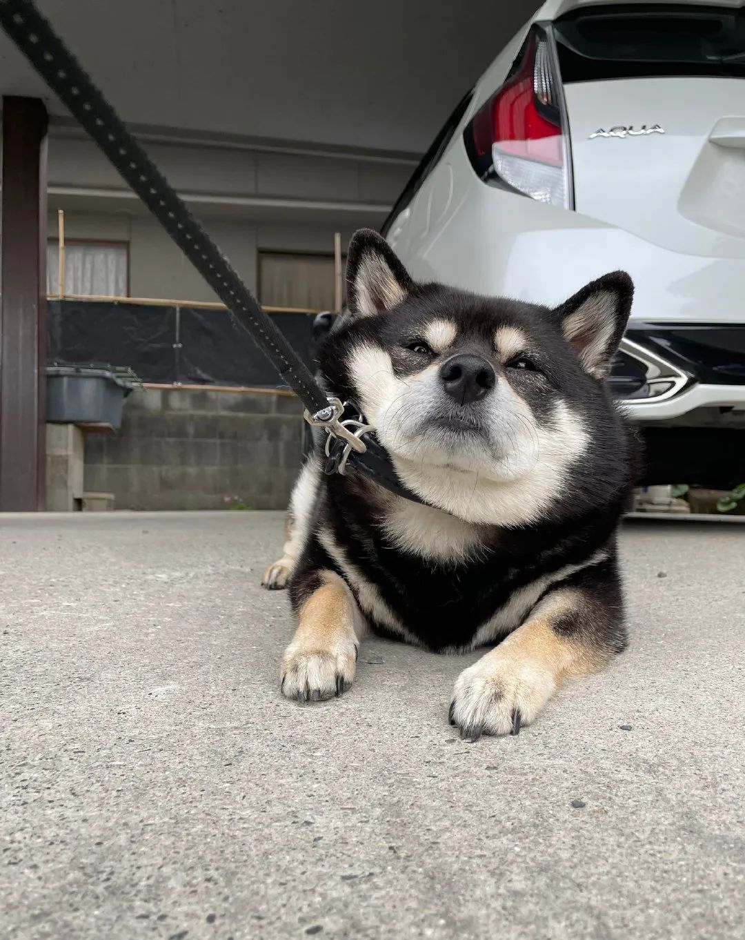 黑柴散步累了奋力用脸刹车主人惊了可你刚走了三步