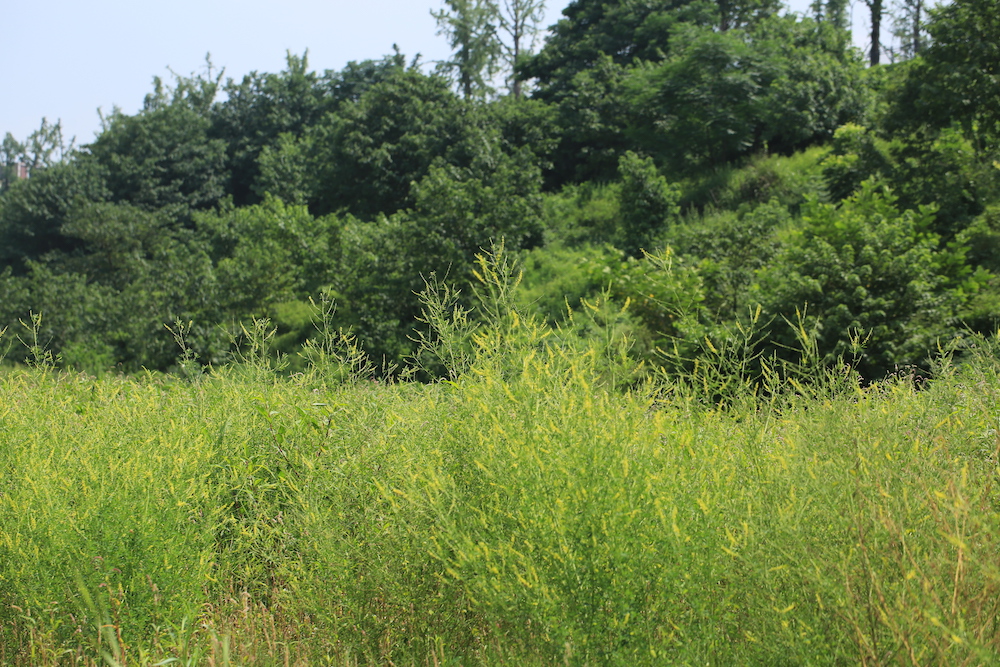 阳光洒遍草木樨盛开的田野.