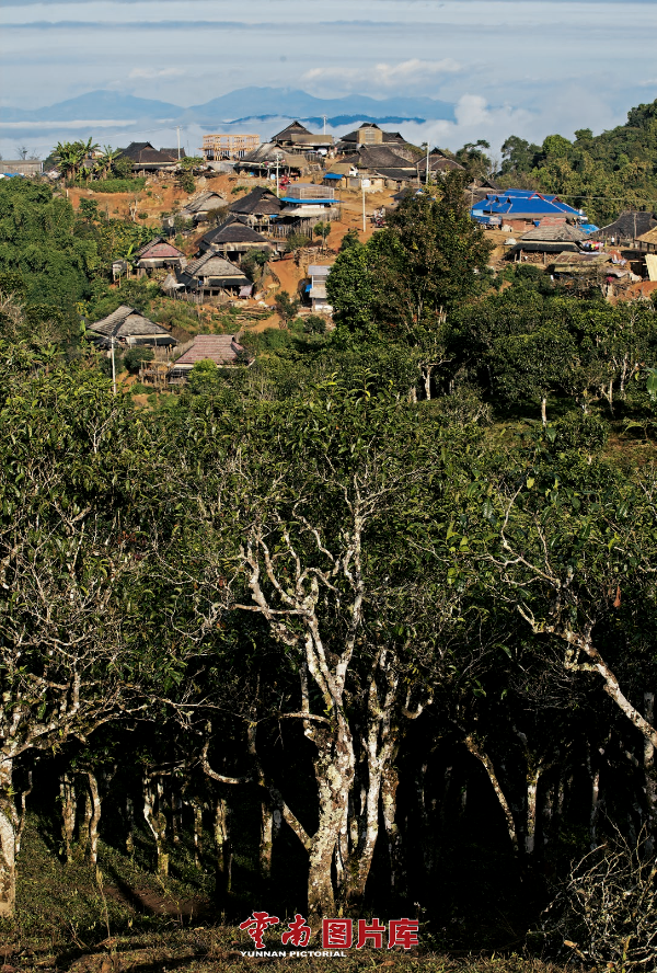5·21国际茶日 | 寻茶问道 云南最美十大茶山见闻|云南省_新浪新闻