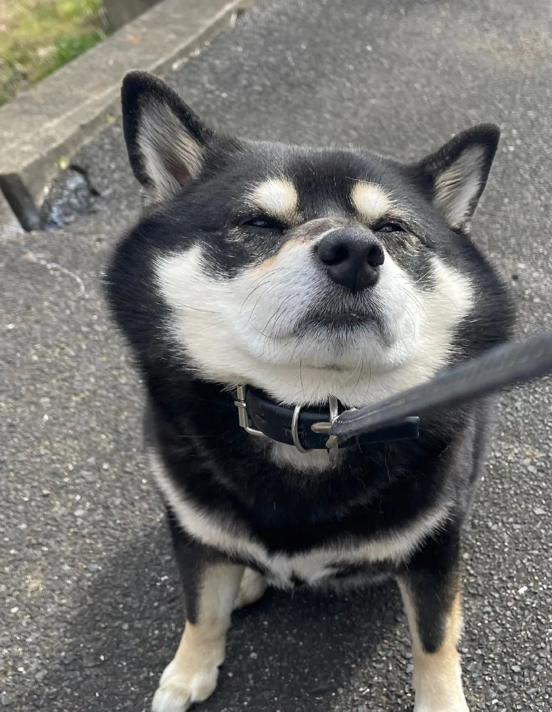 黑柴散步累了奋力用脸刹车主人惊了可你刚走了三步