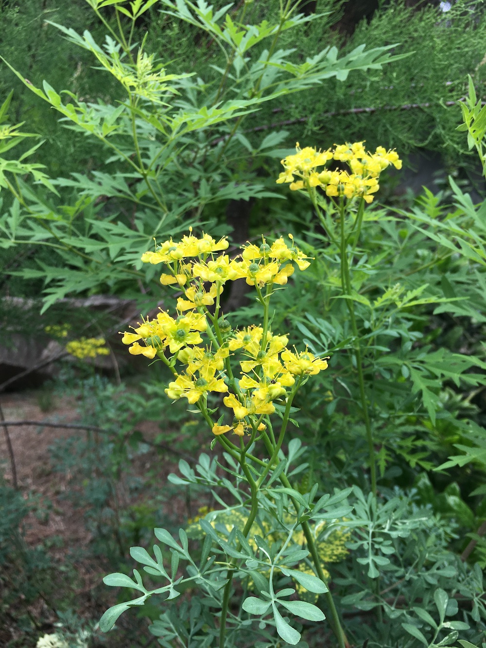 植物学上的芸香(ruta graveolens),芸香科芸香属.