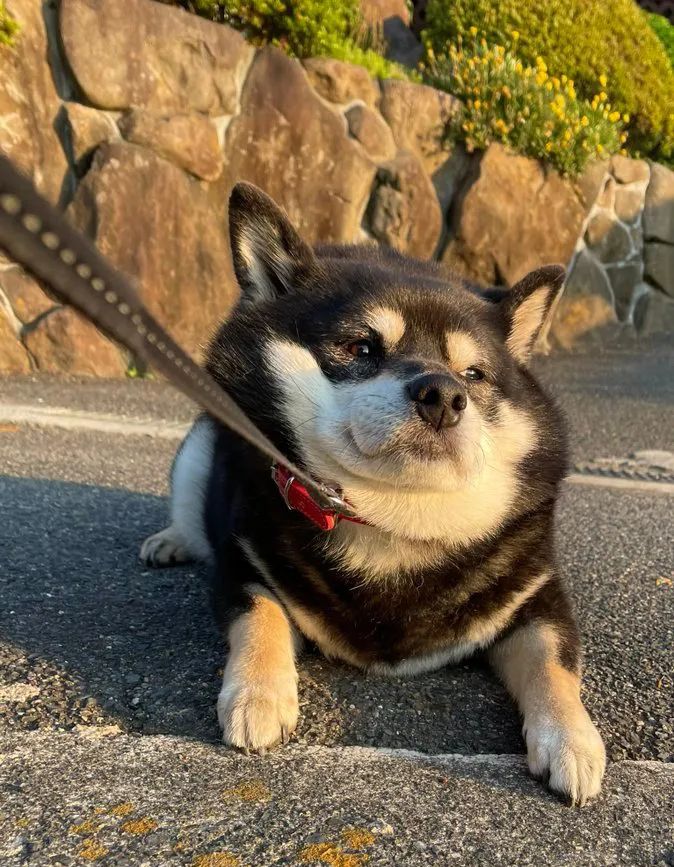 黑柴散步累了奋力用脸刹车主人惊了可你刚走了三步