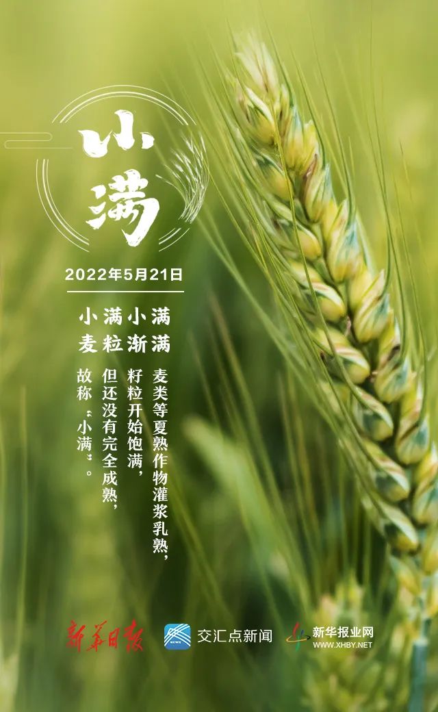 今日,小满!盛夏将至!|时节|节气|韦伟_新浪新闻