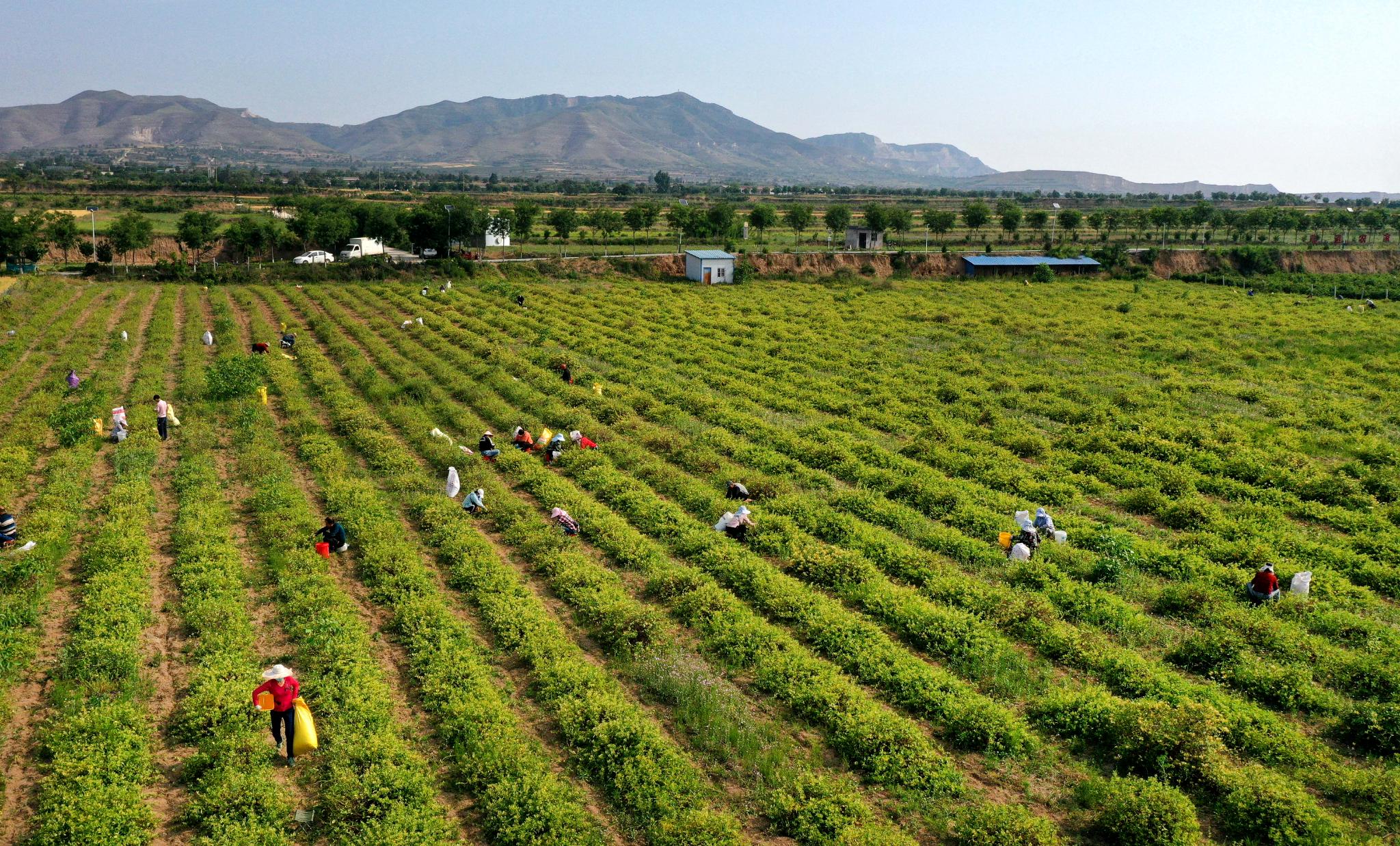 王春颜让全村开满金银花
