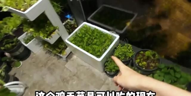 苗苗晒老公郑恺回家vlog,一家团聚画面超有爱,Ana见爸爸笑不停休闲区蓝鸢梦想 - Www.slyday.coM 苗苗晒老公郑恺回家vlog,一家团聚画面超有爱,Ana见爸爸笑不停休闲区蓝鸢梦想 - Www.slyday.coM