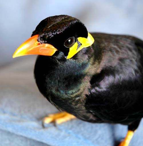 地球上最美的十种黑色的鸟类!__财经头条