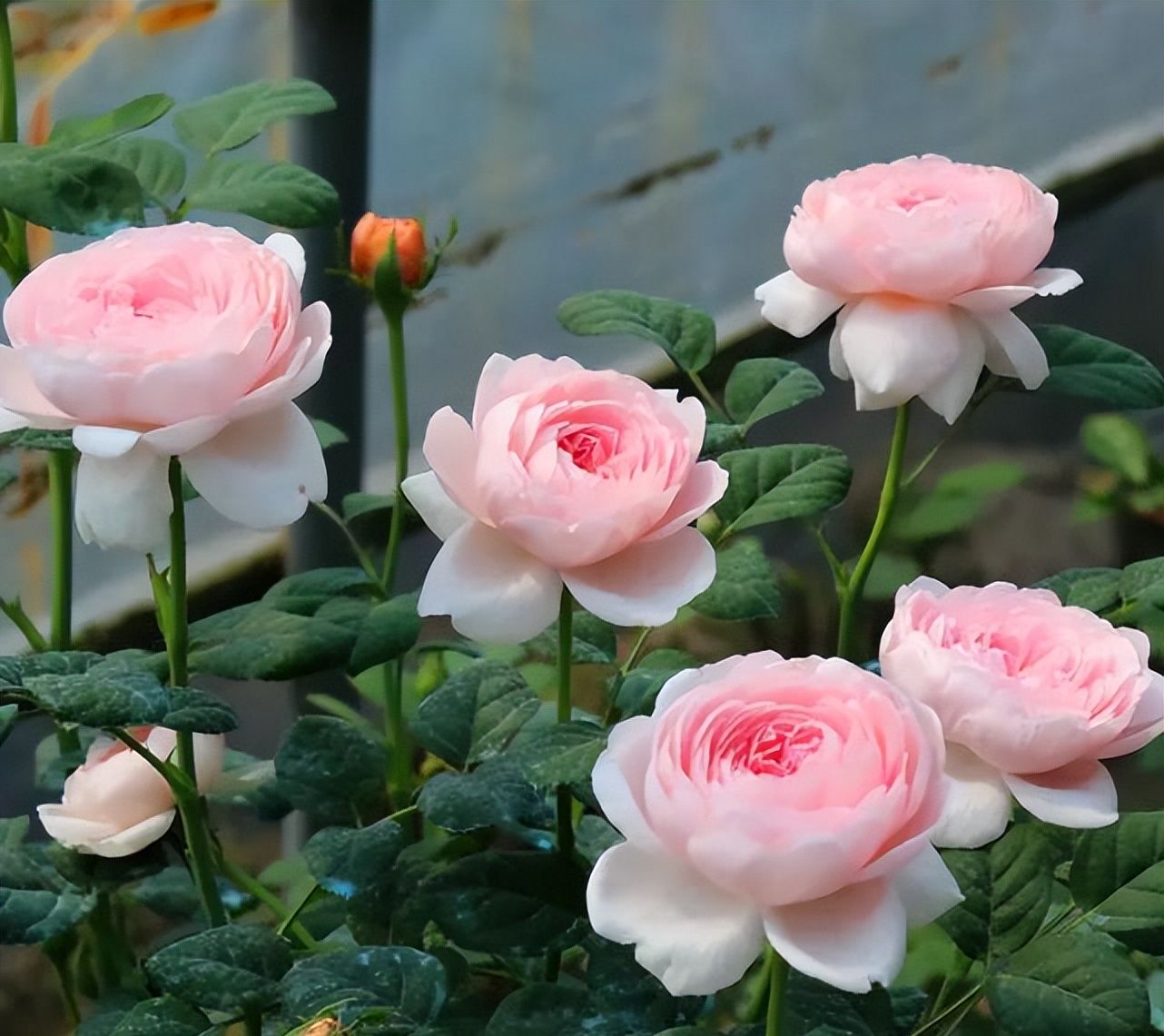 此花号称月季女神花朵又大又美皮实好养不生病仙气十足