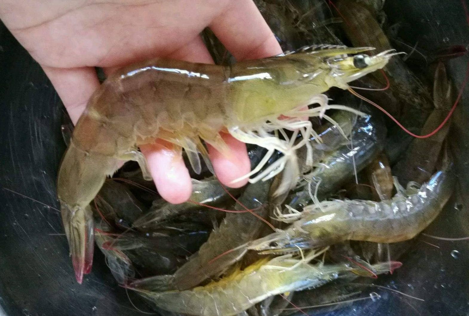 南方菜市场，服务堪称五星级酒店，顾客是上帝，土豆削皮玉米剥粒休闲区蓝鸢梦想 - Www.slyday.coM