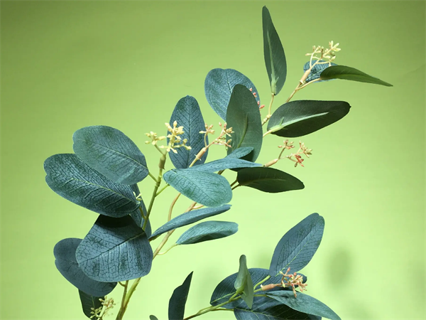 植到花开蓝胶尤加利精油界的呼吸清道夫