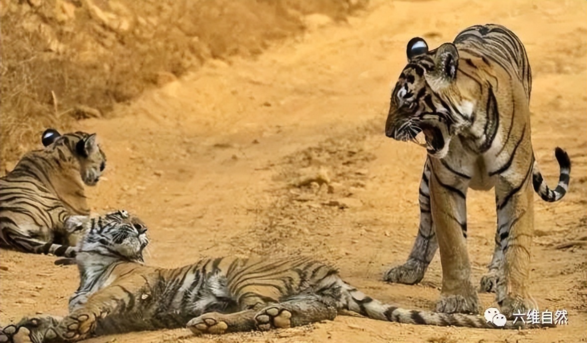 由于人类过渡活动和开发丛林,导致老虎栖息地遭到破坏,导致现在仅存的