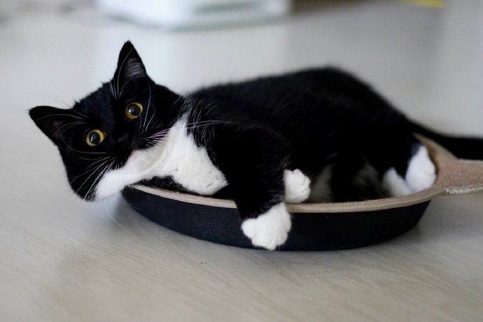 自带ω的白手套猫猫