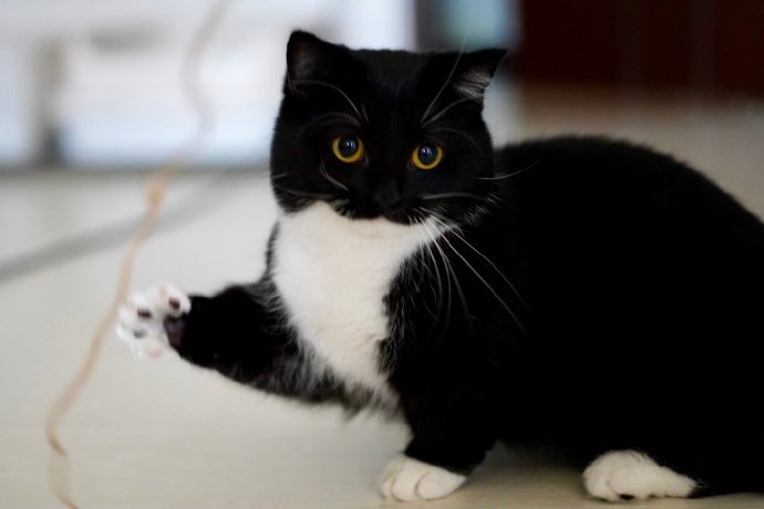 全身黑色四脚白色的猫图片