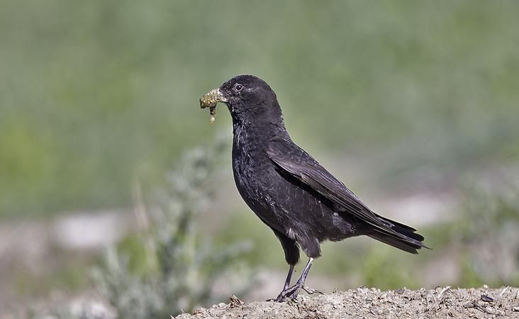 地球上最美的十种黑色的鸟类!__财经头条