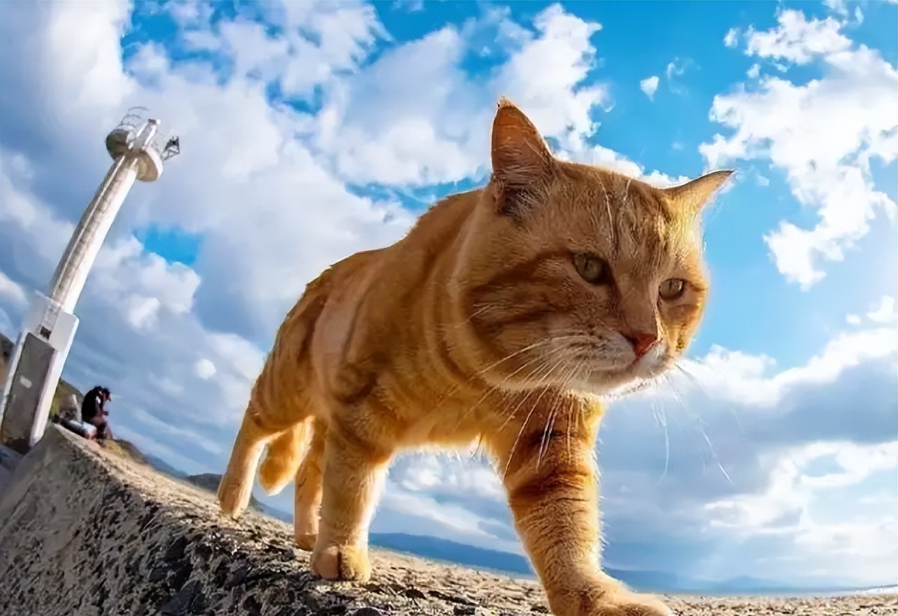 生命强壮的6种猫不用靠主人也能生存下来