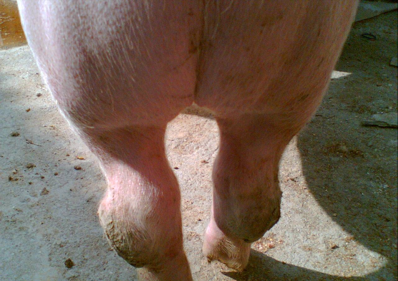 猪前后腿长包的图片图片