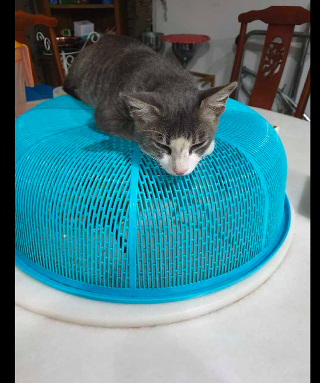 主人用了菜罩后，猫咪却躺在上面睡起觉来，这是无言的抗议吗？休闲区蓝鸢梦想 - Www.slyday.coM