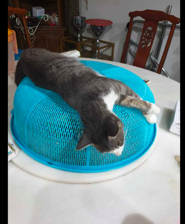 主人用了菜罩后，猫咪却躺在上面睡起觉来，这是无言的抗议吗？休闲区蓝鸢梦想 - Www.slyday.coM