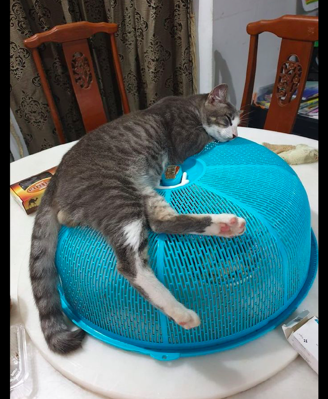 主人用了菜罩后，猫咪却躺在上面睡起觉来，这是无言的抗议吗？休闲区蓝鸢梦想 - Www.slyday.coM